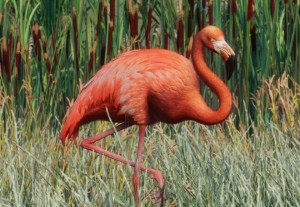 american flamingo