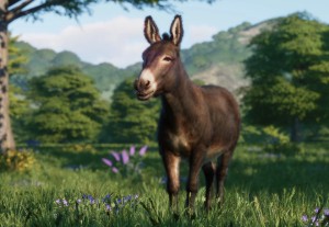 american standard donkey