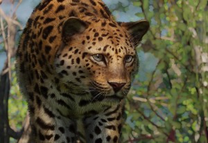 amur leopard