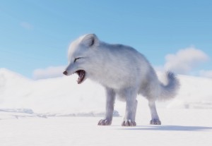 arctic fox