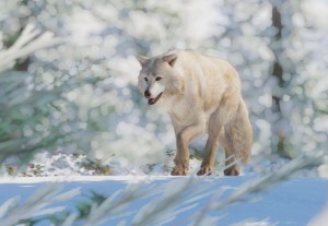 arctic wolf