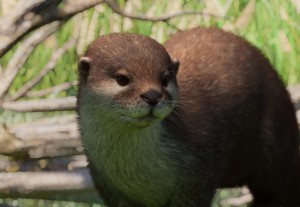 asian small-clawed otter