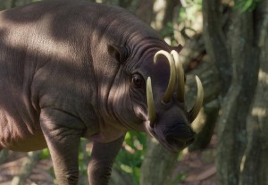 babirusa