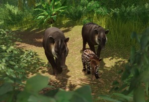 baird's tapir