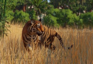 bengal tiger