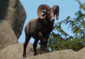 bighorn sheep