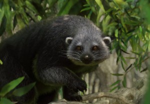 binturong