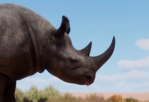 black rhinoceros