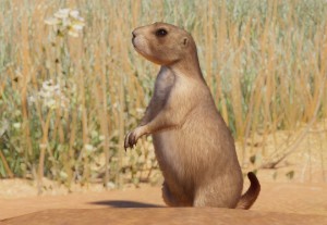 black-tailed prairie dog