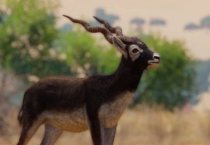 blackbuck