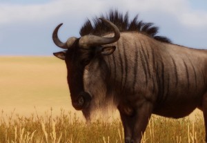 blue wildebeest