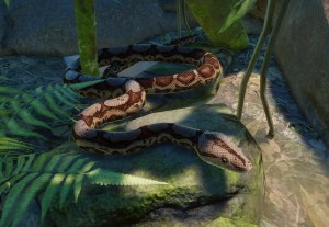 boa constrictor