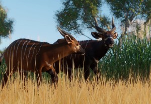 bongo