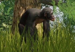 bonobo