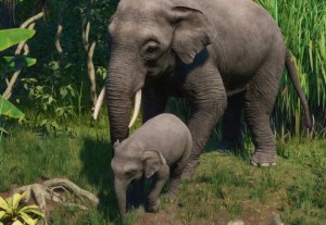 bornean elephant