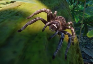 brazilian salmon pink tarantula