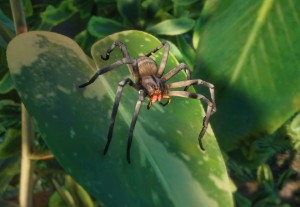 brazilian wandering spider