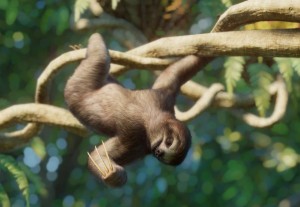 brown-throated sloth