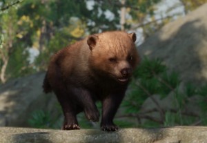 bush dog