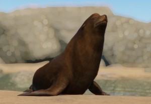california sea lion