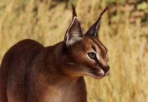caracal
