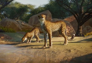 cheetah