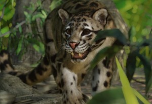 clouded leopard