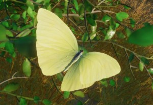 cloudless sulphur