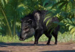 collared peccary