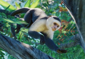 colombian white-faced capuchin monkey
