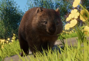 common wombat