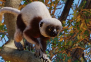 coquerel's sifaka