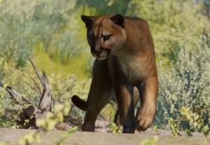 cougar