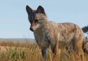 coyote