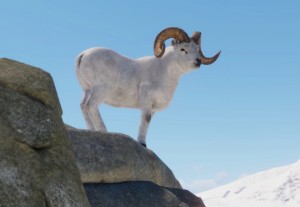 dall sheep