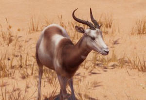 dama gazelle