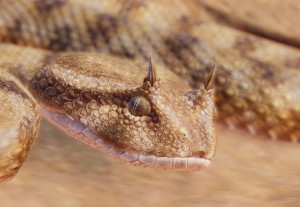 desert horned viper