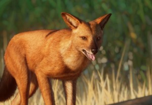 dhole