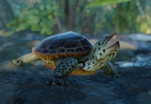 diamondback terrapin