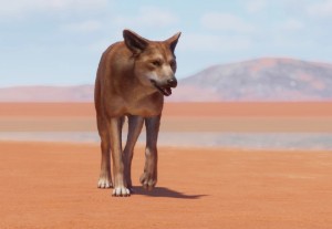 dingo