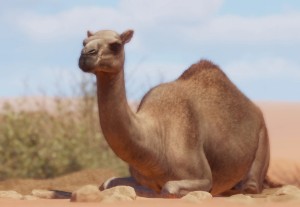 dromedary camel