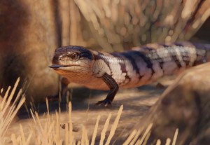 eastern blue tongued lizard