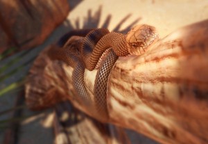eastern brown snake