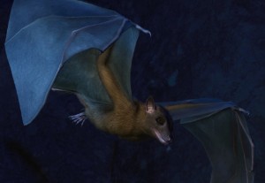 egyptian fruit bat