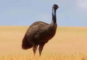 emu