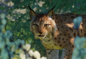 eurasian lynx