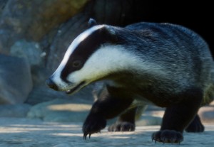 european badger