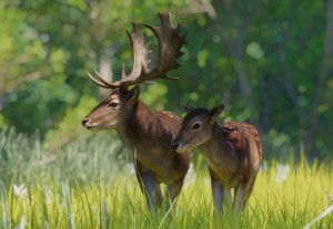 european fallow deer