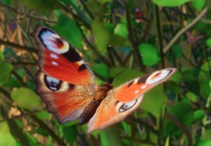 european peacock