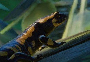 fire salamander
